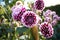 Close up of red and white asteraceae dahlia \\\