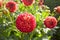 Close up of red and white asteraceae dahlia \\\