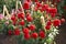 Close up of red and white asteraceae dahlia \\\