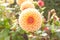 Close up of red and white asteraceae dahlia `viking pompom` flowers in blooming. Autumn plants.