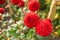 Close up of red and white asteraceae dahlia `viking pompom` flowers in blooming. Autumn plants.