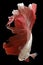 Close up of red white Betta fish. Beautiful Siamese fighting fish, Betta splendens isolated on black background