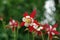 A close up of red and white bicolor flower of Aquilegia Songbird 'Cardinal' 