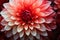 Close up of red and white Dahlia flower