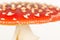 Close up of a red and white fly agaric toadstool
