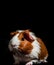 Close-up of red and white guinea pig isolated on black background with copy space