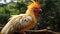 Close-up Of Red And White Haired Chicken Pecking Birch Tree