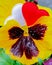 Close-up of red and white hearts on the petals of yellow-burgundy pansies