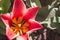 Close up of red white lily-flower single beautiful tulip