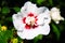 Close up of red and white rose mallow blossom flower Hibiscus syriacus