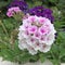 Close-up of red and white Verbena hybrida flowers in a garden