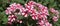 Close-up of red and white Verbena hybrida flowers in a garden