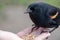 A close-up of a red winged blackbird perching on a person`s hand.