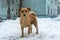 Close up of red wool small dog on cold snow