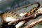 Close up of a red yellow black snake lying on a piece of wood