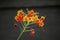 Close up red and yellow Caesalpinia flowers