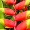 Close-Up of Red and Yellow Heliconia Flower