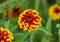 Close up of a red and yellow `Jazzy Group` zinnia flower