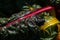 Close-up of red-yellow stemmed chard in the summer time vegetable garden