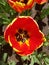 Close-up on a red and yellow striped tulip