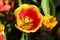 Close-up of a red and yellow tulip seen from above with stamen and pistils visible with other tulips in the background on a sunny