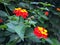 Close up of red and yellow Verbena blooming in garden.