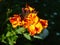 Close-up of Red and Yellow Wallflower Cheiranthus kewensis