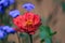 Close up of red zinnia flower in garden.