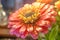 Close-up of a red zinnia flower growing in a garden. Macro petals of a zinnia flower growing in a flower bed. Generative AI