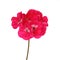 Close-up of red zonal geranium flower