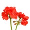 Close-up of red zonal geranium flower