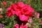 Close-up of red zonal geranium flower