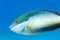 Close up of Redband Parrot Fish, sparisoma aurofrenatum,