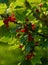 Close-up of redcurrant