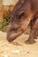 Close Up Of An Reddish Brown Female Tapir