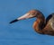 Close up of Reddish Egret beak and head