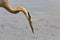 Close up of a Reddish Egret Egretta rufescens