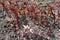 Close up of reddish sprouts of Paeonia officinalis