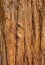 Close Up of Redwood Bark for background