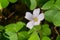 Close up of Redwood sorrel Oxalis oregana, California