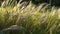 Close up of reed grass in the meadow at sunset