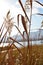 CLOSE-UP  REED GRASS AT SCENIC LAKE LANDSCAPE WITH SUNSET LIGHT