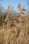 Close-up of reed plume