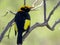 Close up of a regent bowerbird in a walk-in avairy