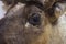 Close-up of a reindeer in the brown fur coat. Clever and watchful look of a deer. Portrait part. Concept environmental