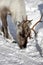 Close up of a Reindeer / Rangifer tarandus in winter