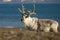 Close-up of reindeer on a shingle beach