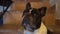 Close-up of relaxed french bulldog looking at camera
