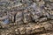 Close-up relief of big rocks. Natural igneous rock background texture
