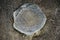 Close-up of the remains of a moon jellyfish